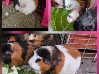 Guinea Pig rodents Mixture of Sow (female) guinea pigs for sale 👀🏡 - Advert 4
