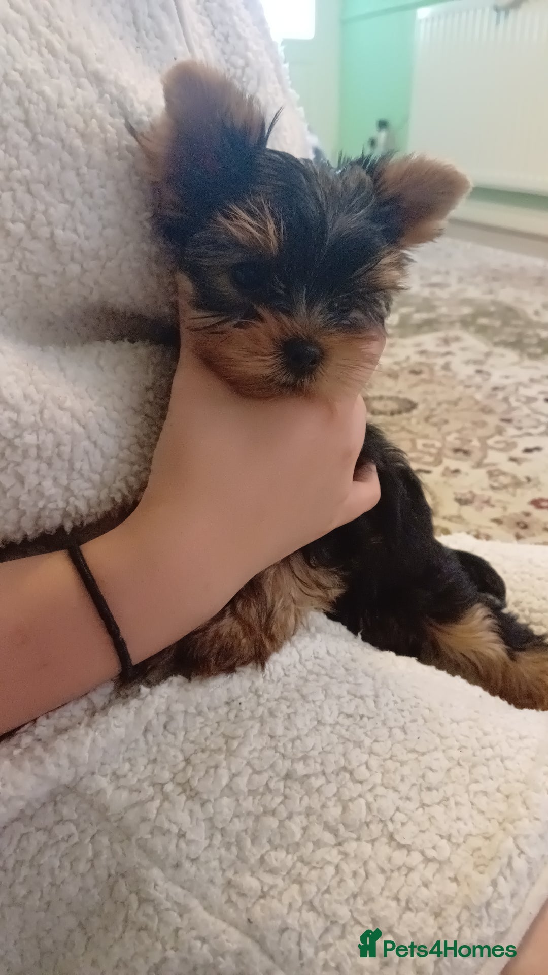 Yorkshire Terrier dogs for sale: Piece of Happiness!!! - Image 4