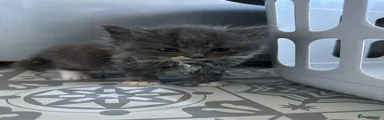 Scottish Fold 3