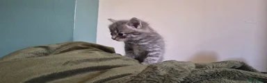 Mixed Breed tabby mum and ragdoll dad