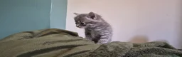 Mixed Breed cats for sale: Grey kittens - Advert 6
