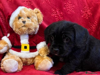 Mixed Breed dogs 💚❤️ READY TO LEAVE NOW ❤️💚 - Advert 15