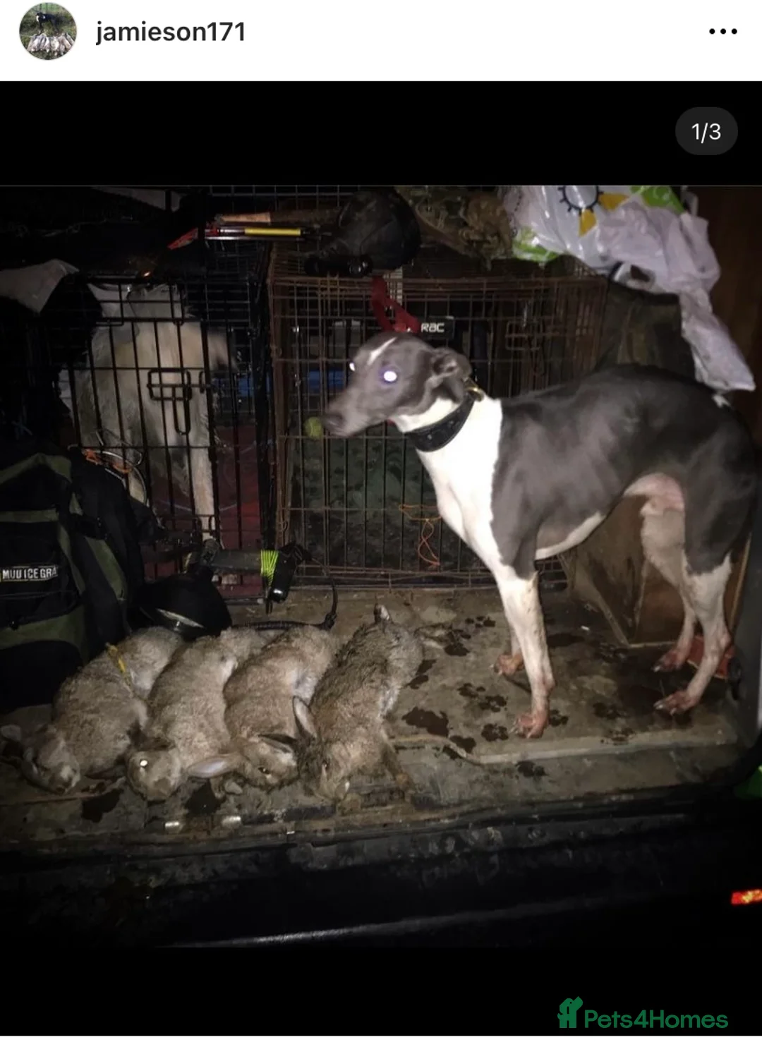 Whippet dogs for stud: Top Kc working x show whippet at stud  in Swansea - Advert 8