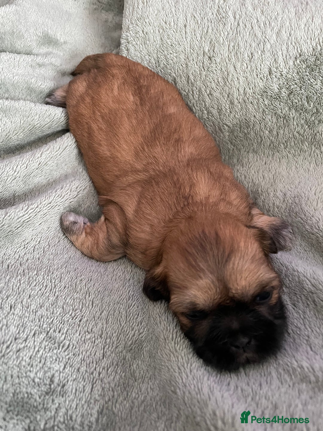 Shih Tzu dogs for sale: Adorable Imperial Shih Tzu Puppies - Image 6