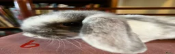 Mini Lop rabbits for sale: Lovely Mini Lop Babies - Advert 21