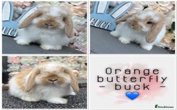 Mini Lop rabbits for sale: 🌟🌟 mini lop babies 🌟🌟 - Image 14