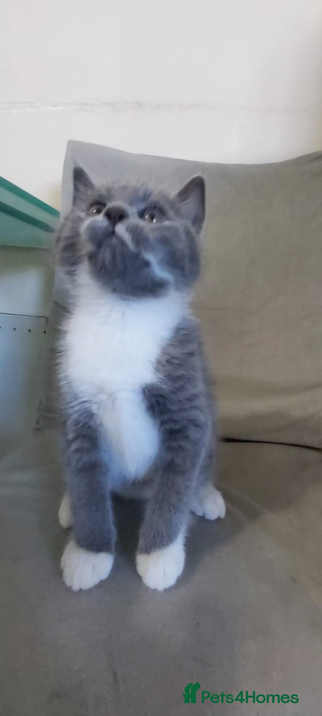 British Shorthair cats for sale: Beautiful little kittens  - Advert 2