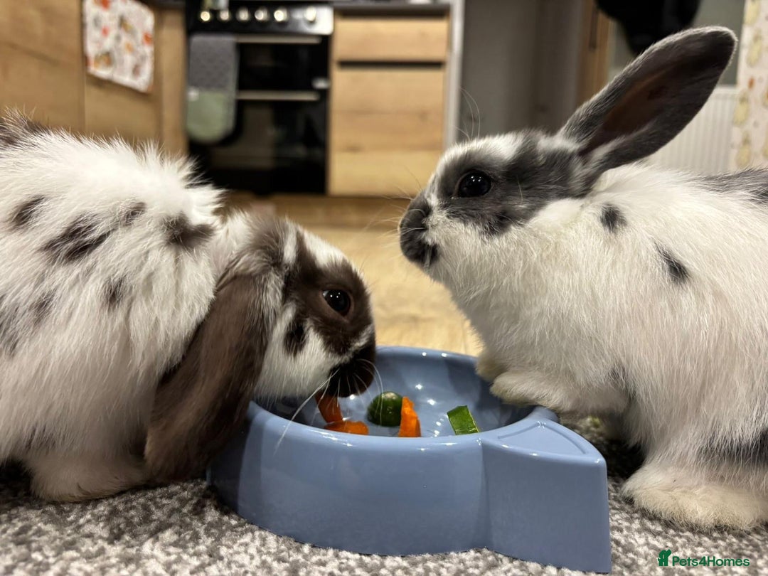 Mini Lop rabbits for sale: Mini lop brothers for sale  - Advert 3