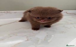 Pomeranian dogs for sale: Ready in 3 weeks! Two Beautiful teddy bear faces🐻 - Advert 11