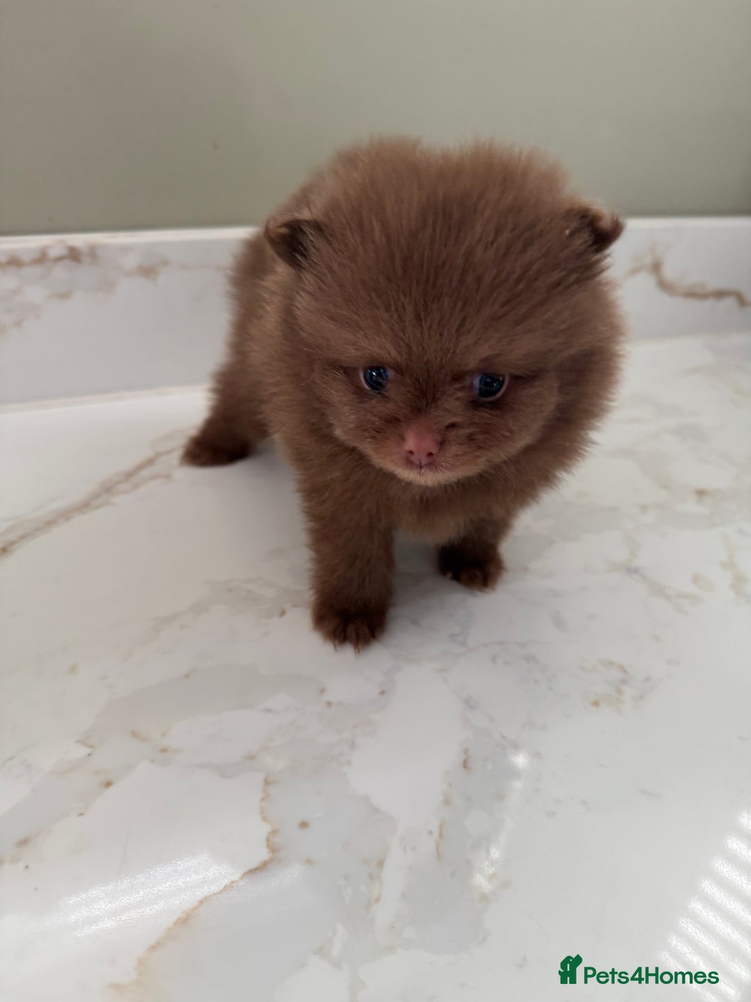 Pomeranian dogs for sale: Ready in 3 weeks! Two Beautiful teddy bear faces🐻 - Advert 11