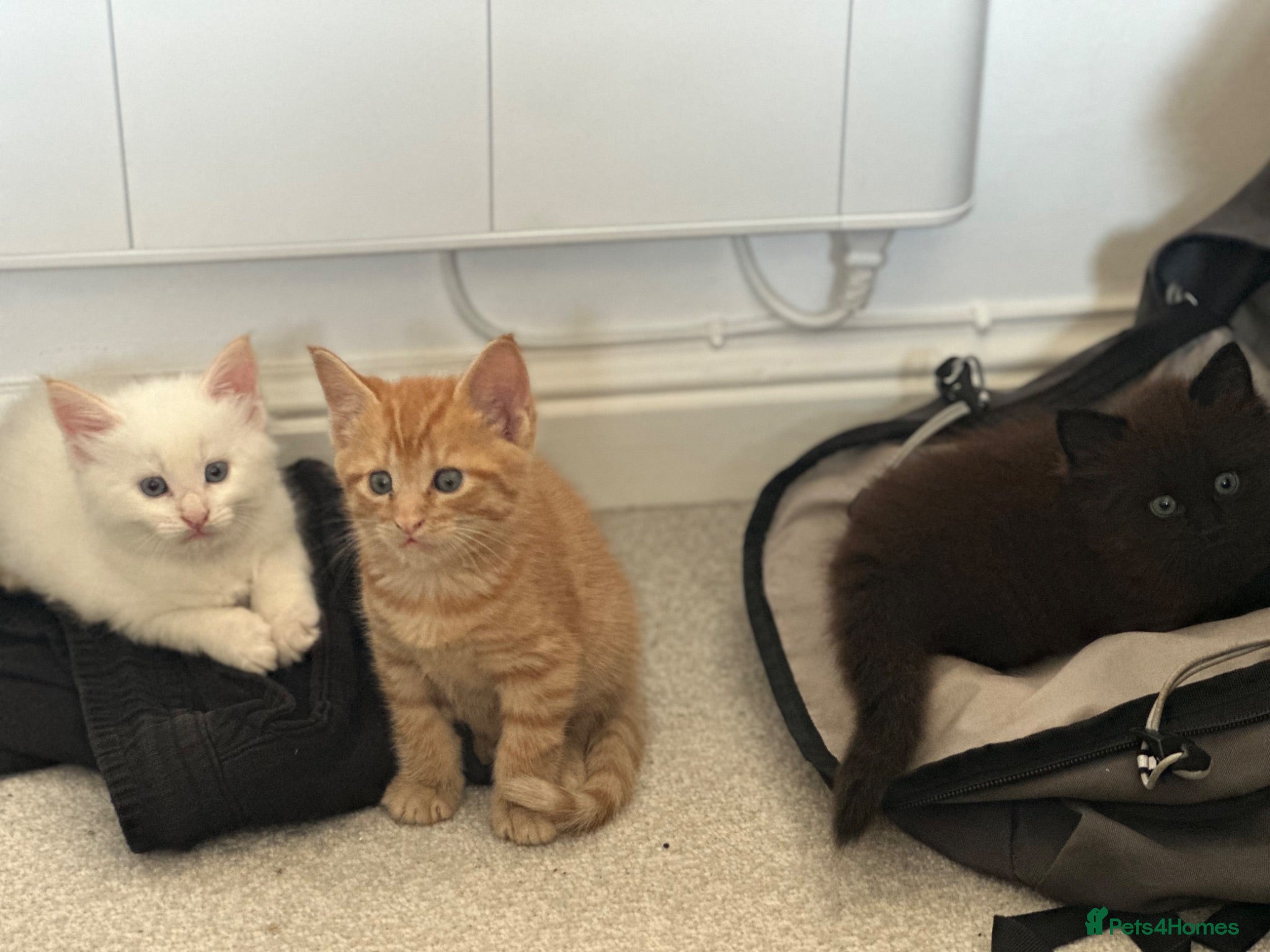 British Shorthair cats 1/2 Maine coon 1/2 British shorthair kittens  - Advert 11