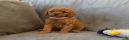 Cavapoo dogs for sale: Cavapoos Extensive DNA & Heart tested - Advert 18