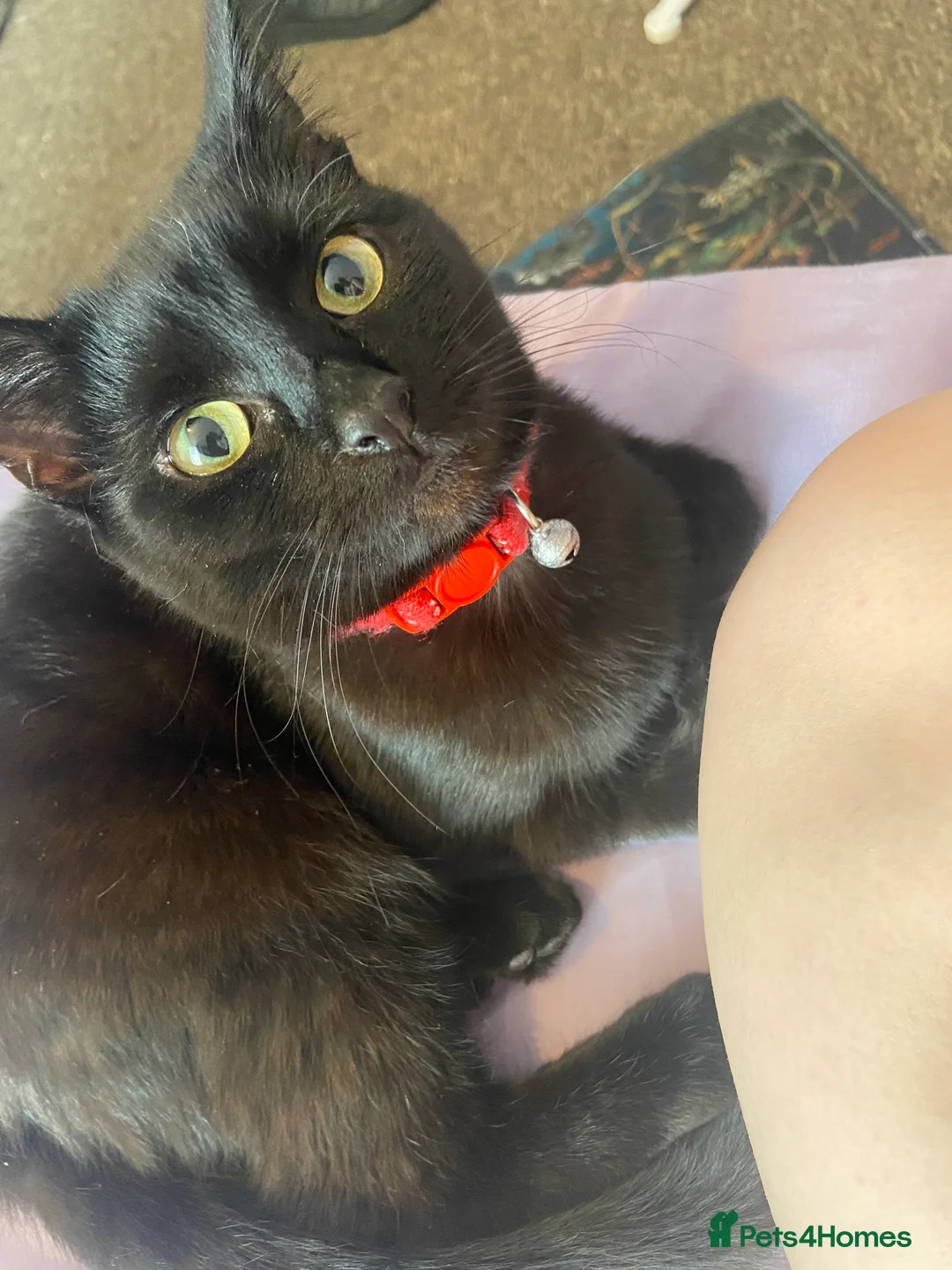 Bombay cats for sale: Sabrina 3YO girl in Bristol - Advert 8