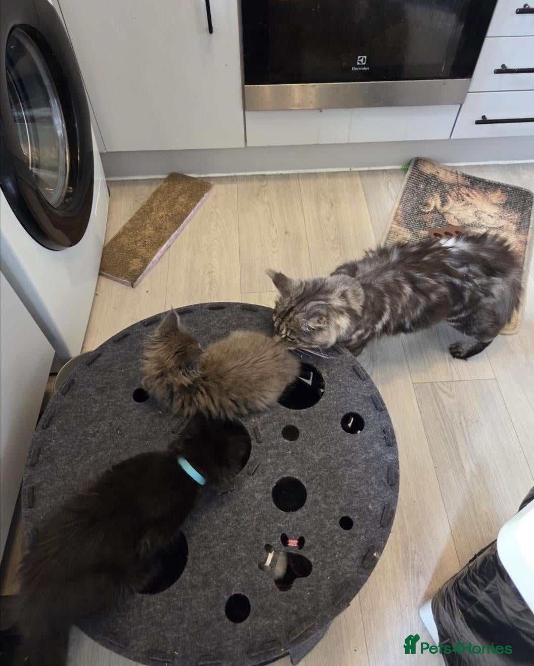 Maine Coon cats Tica, Health Checked Maine Coon kittens - Advert 2