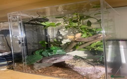 Stick Insects invertebrates for sale: Black beauty stick insects with setup - Image 3