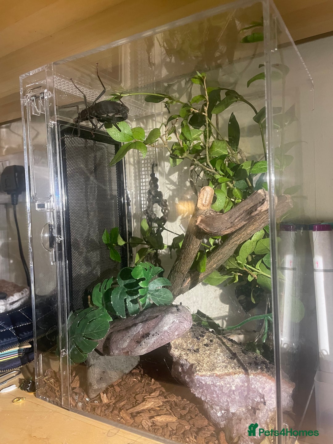 Stick Insects invertebrates for sale: Black beauty stick insects with setup - Image 3