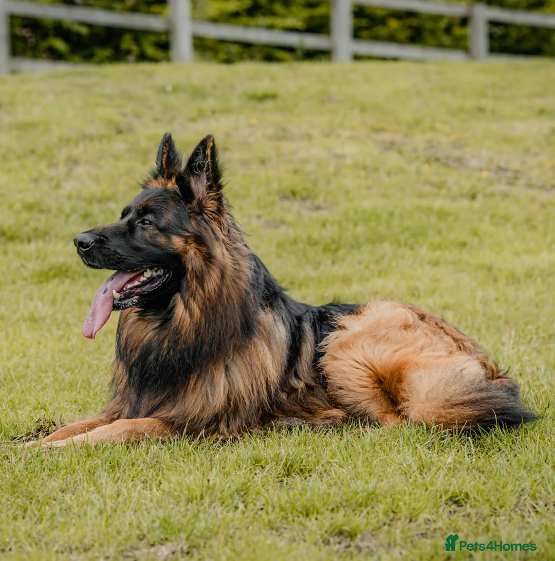 German Shepherd dogs for stud: STUD Mustang german shepherd KC  in Stoke-on-Trent - Advert 10