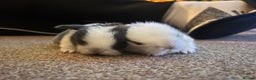 Mini Lion Lop rabbits for sale: Baby Bunnies for sale - Advert 1