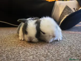 Mini Lion Lop rabbits Baby Bunnies for sale £65 each - Advert 16