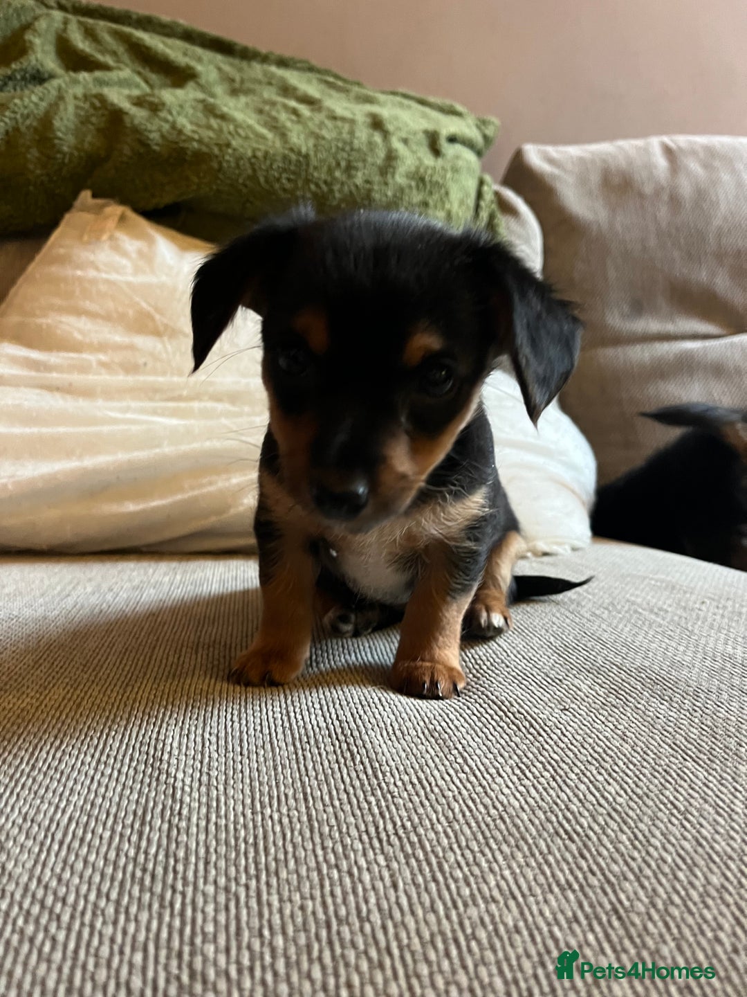 Jack Russell dogs for sale: Jack Russell puppies for sale - Advert 35
