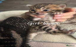 Bengal cats for sale: Bengal kittens  - Advert 2