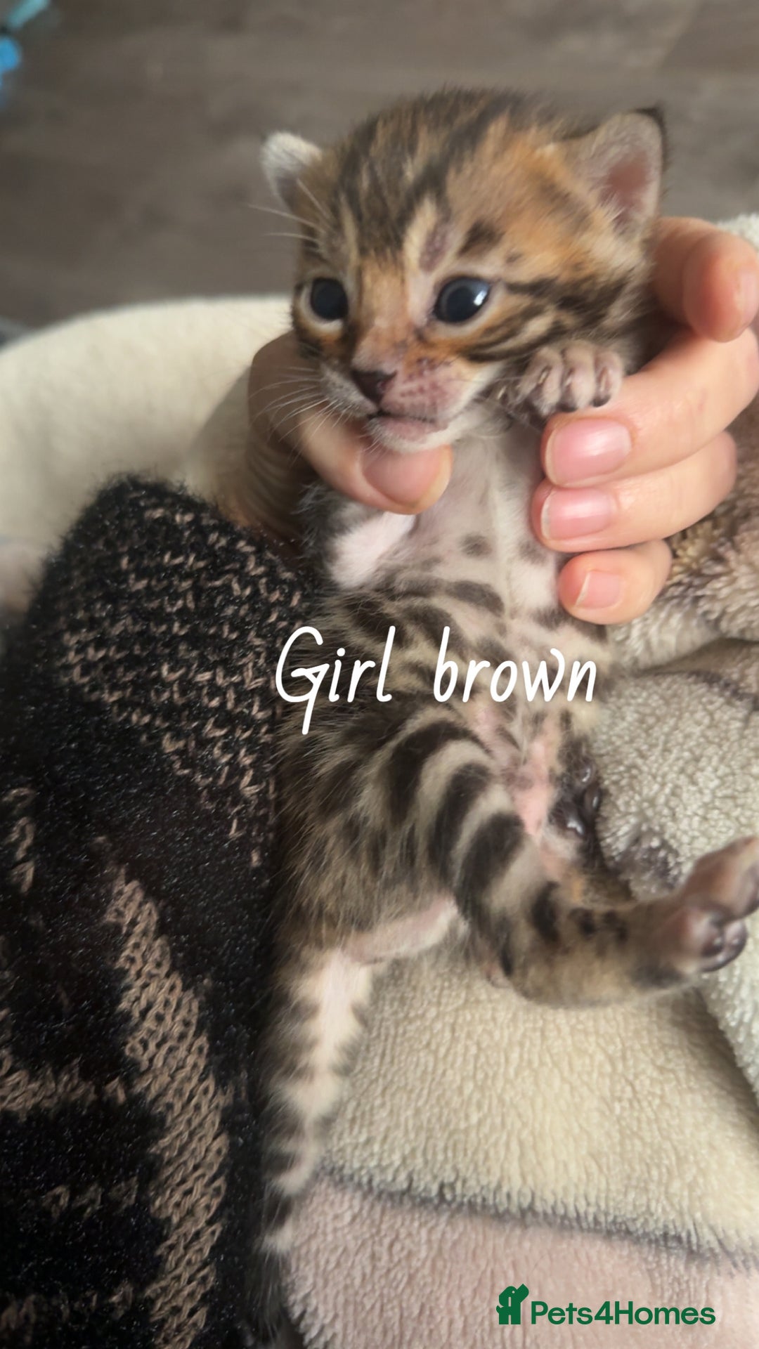 Bengal cats for sale: Bengal kittens  - Advert 2