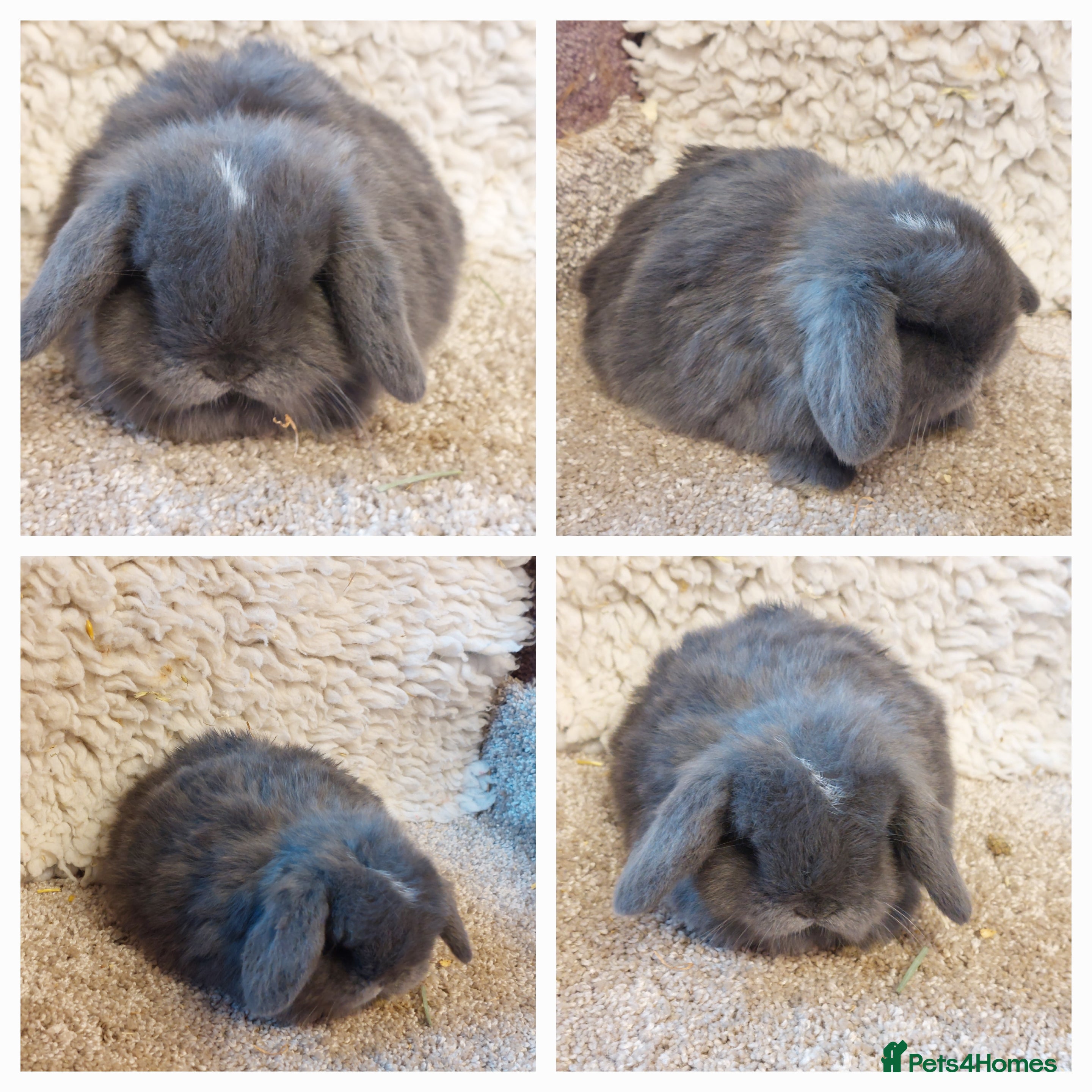 Mini Lop rabbits Minilop babys ready to reserve  - Advert 10