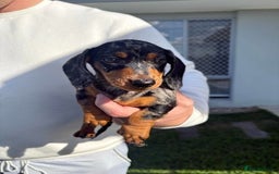 Miniature Dachshund dogs for sale: Purebred mini doxies dapples shorthair - Image 3