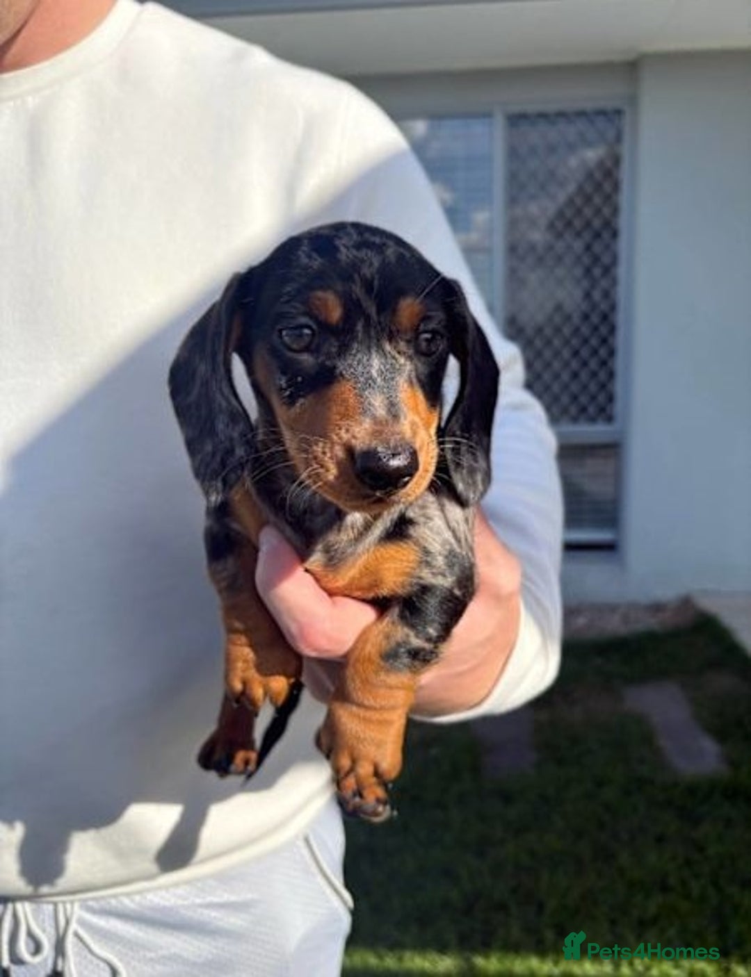 Miniature Dachshund dogs for sale: Purebred mini doxies dapples shorthair - Image 3