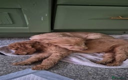 Irish Doodle dogs for sale: Beautiful Irish doodles for sale - Advert 8