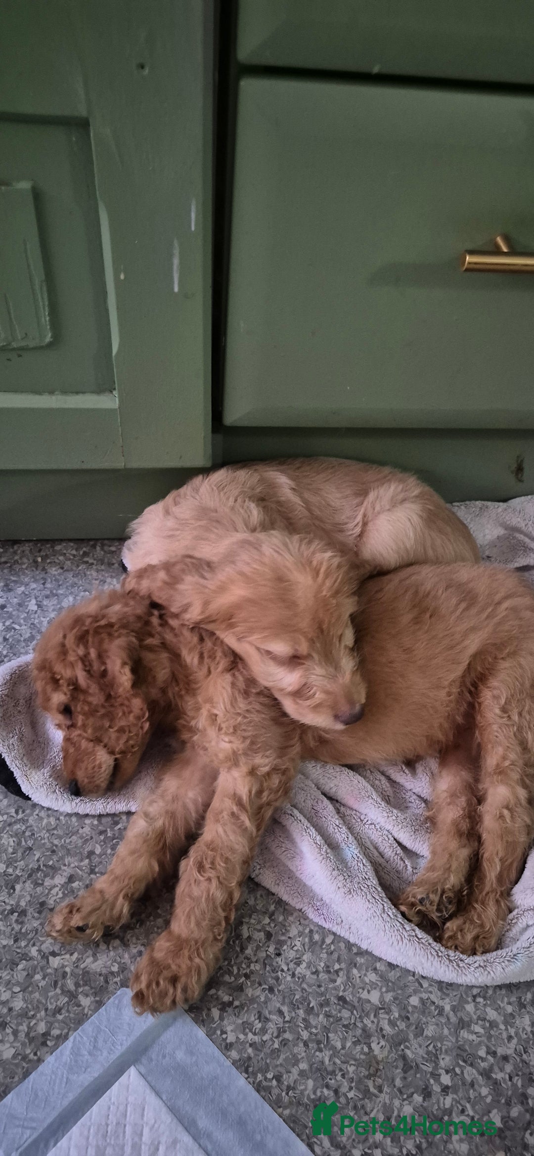 Irish Doodle dogs for sale: Beautiful Irish doodles for sale - Advert 8