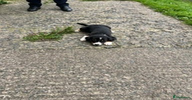 Border Collie dogs - Advert 6