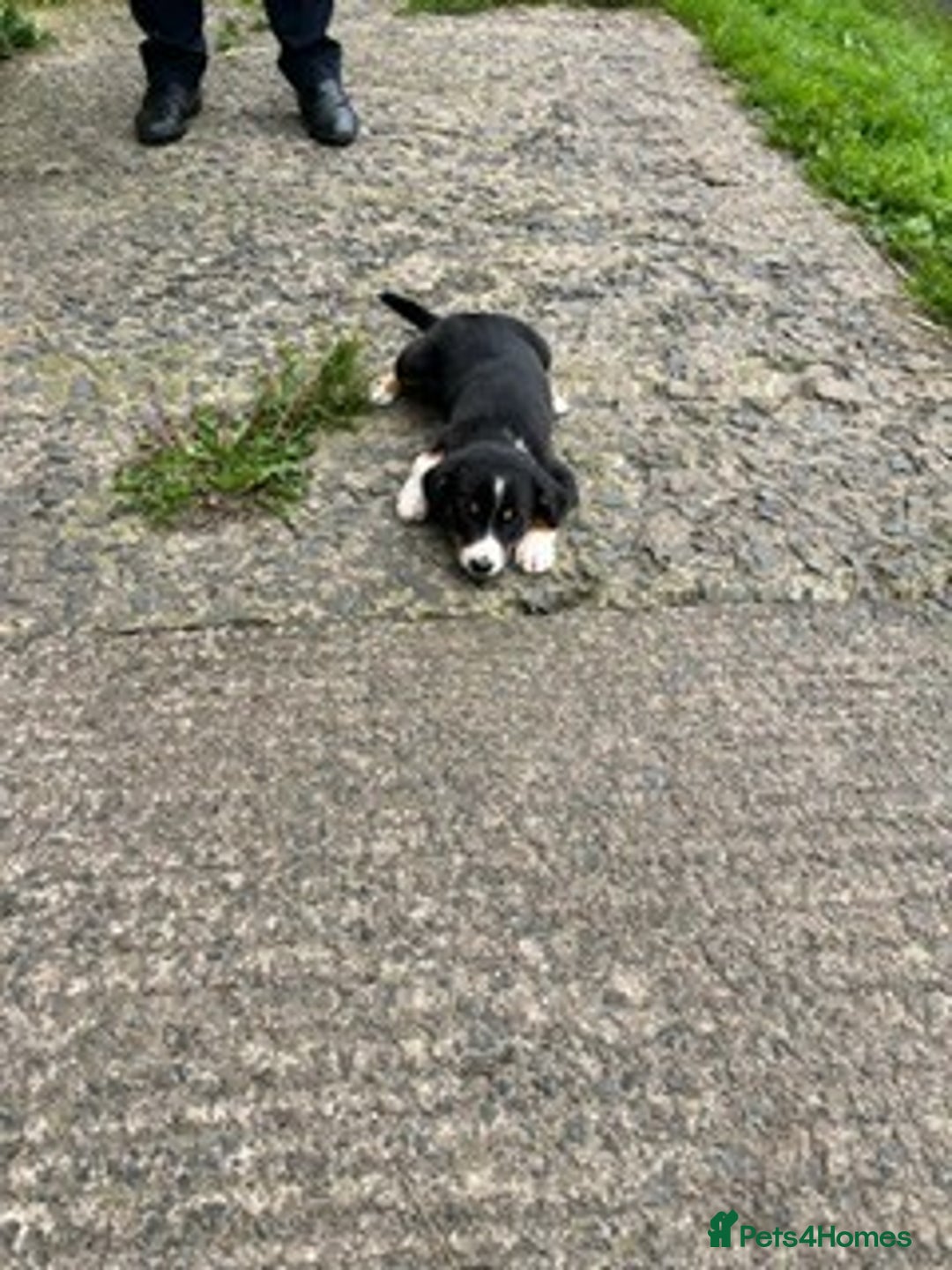 Border Collie dogs for sale: Collie puppy's for sale - Image 3