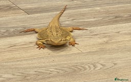 Bearded Dragon reptiles for sale: Bearded Dragon - Image 3