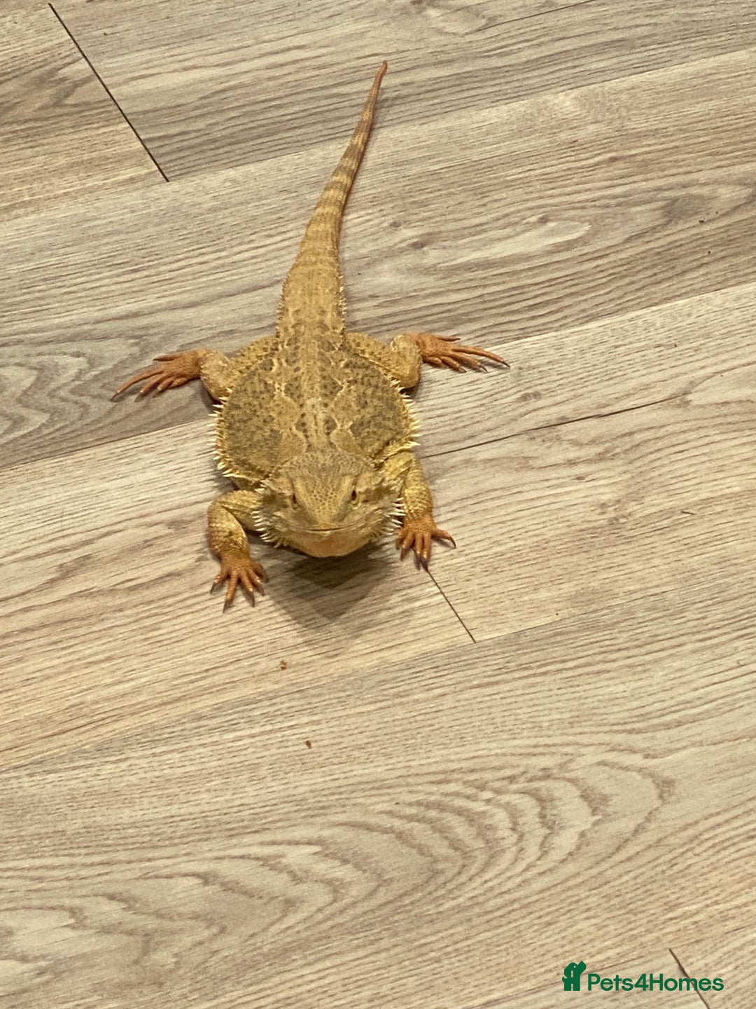 Bearded Dragon reptiles for sale: Bearded Dragon - Image 3