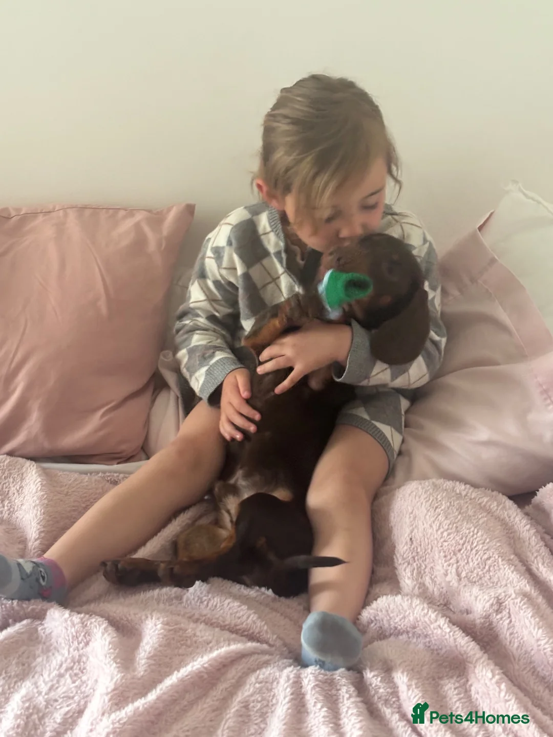 Dachshund dogs for sale: Buddy, 11 month old dachshund (kg registered) in Feltham - Advert 2