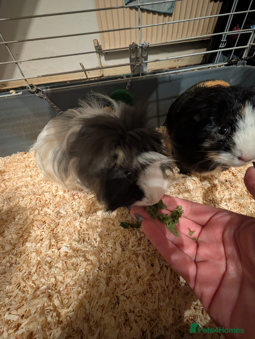 Guinea Pig rodents for sale: Two male guinea pigs and set up for sale  - Advert 8