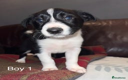 Border Collie dogs for sale: Border Collie Pups - Advert 5