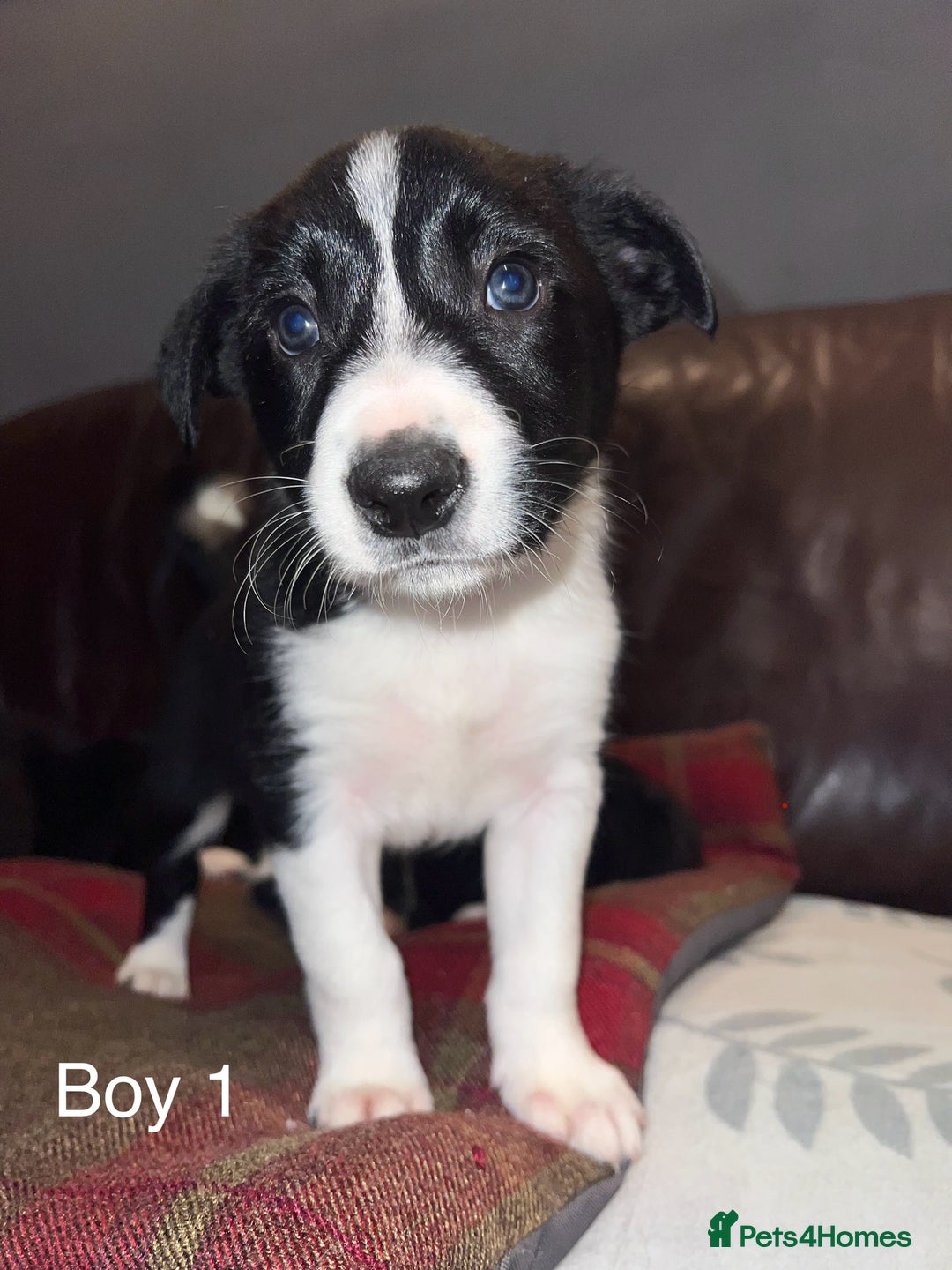 Border Collie dogs for sale: Border Collie Pups - Advert 5