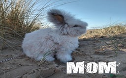 Angora rabbits for sale: Pure Breed Full Face Angora Kits - Image 7