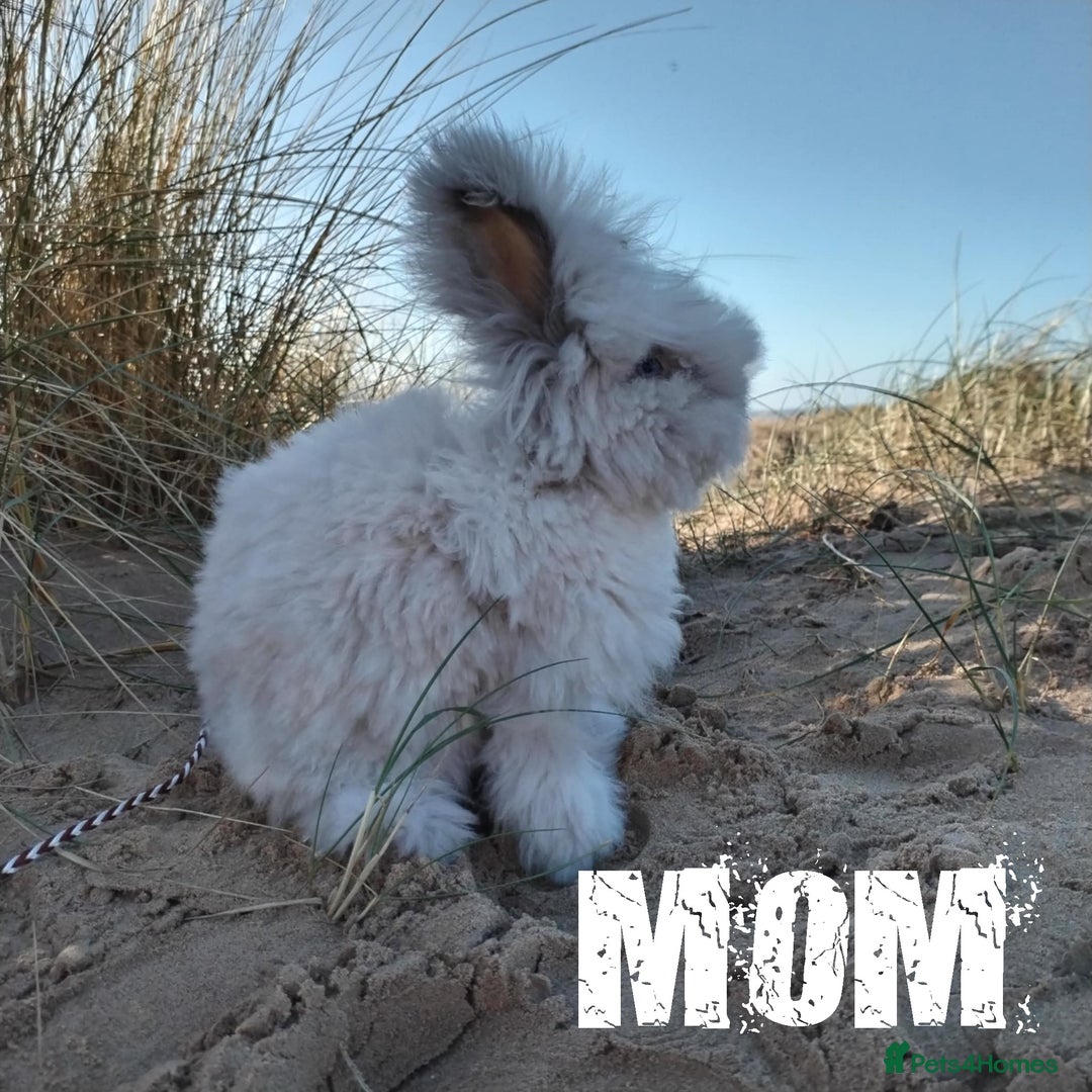 Angora rabbits for sale: Pure Breed Full Face Angora Kits - Image 7