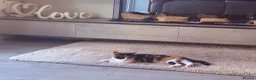 Domestic Shorthair cats for sale: Beautiful Calico short haired domestic kitten  in Poole - Advert 8