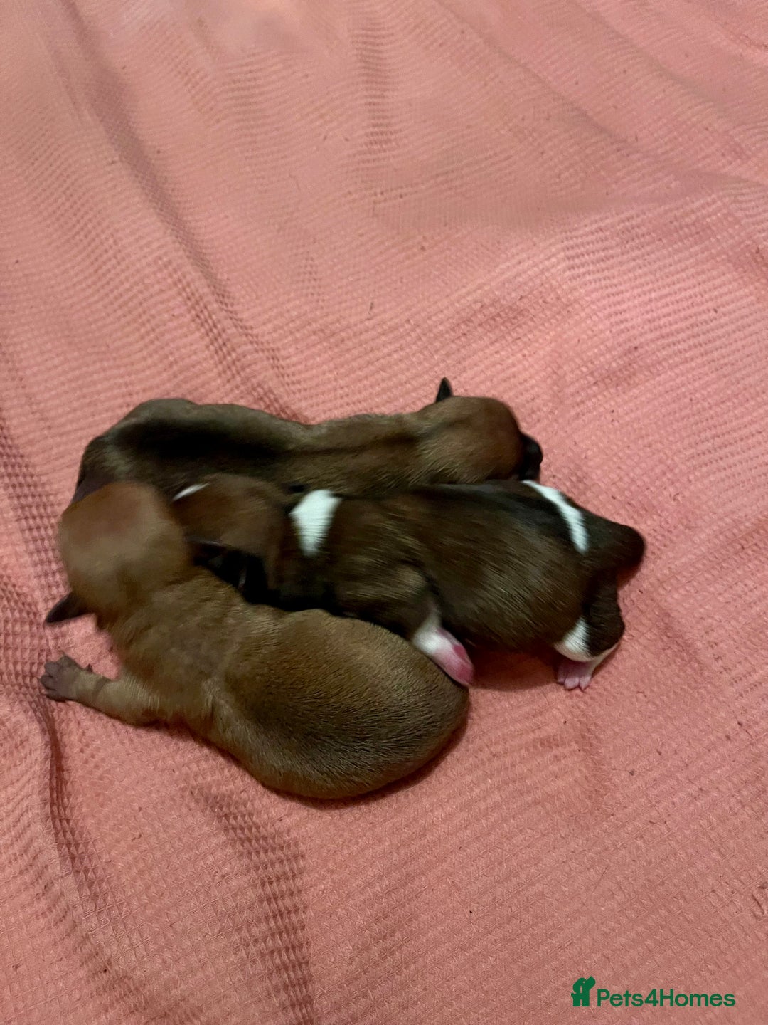 Jack Russell dogs for sale: ** Stunning Pure Miniature Jack Russell Pups ** - Image 6