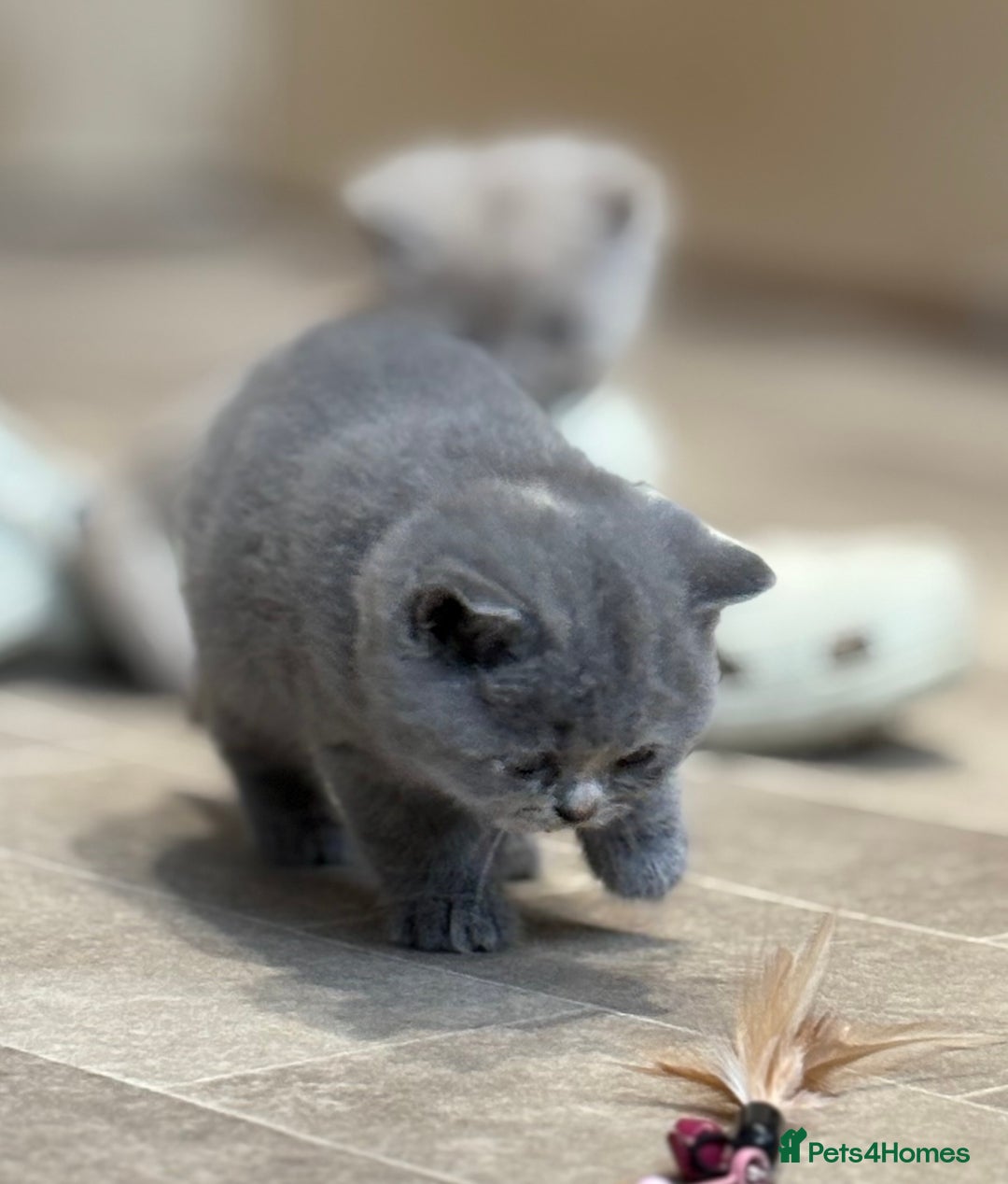 British Shorthair cats for sale: British Shorthair Kittens - Image 9
