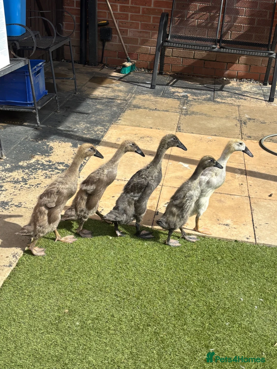 Ducks poultry for sale: Indian runner ducklings for sale - Advert 6