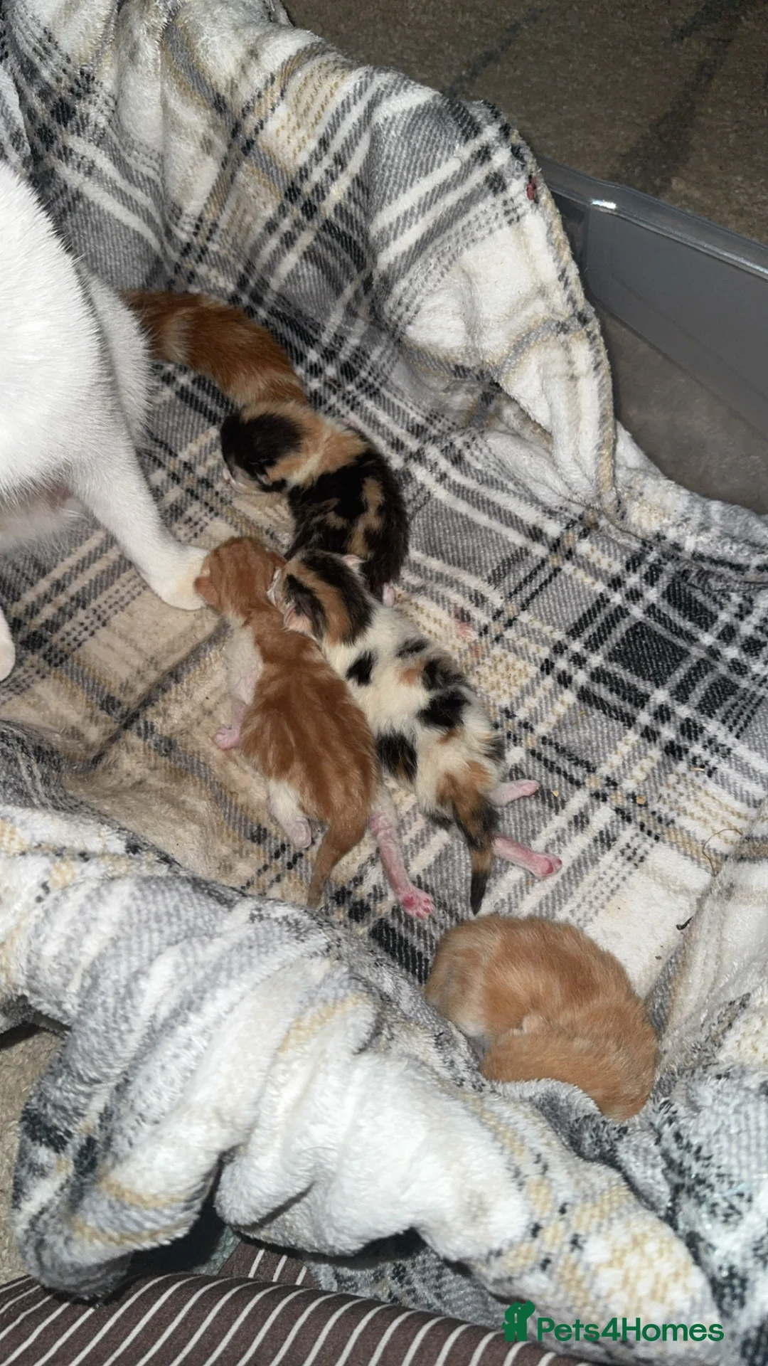 Ragdoll cats for sale: Ragdoll mix - Advert 2