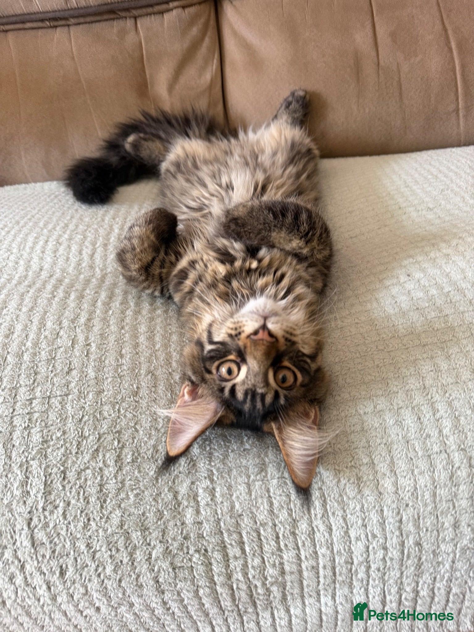 Maine Coon cats TICA registered Maine Coon kittens - Advert 2