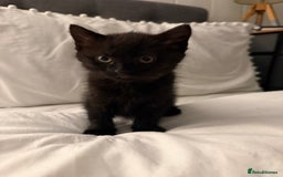 Domestic Shorthair cats for sale: Black and white kittens for sale  - Advert 2