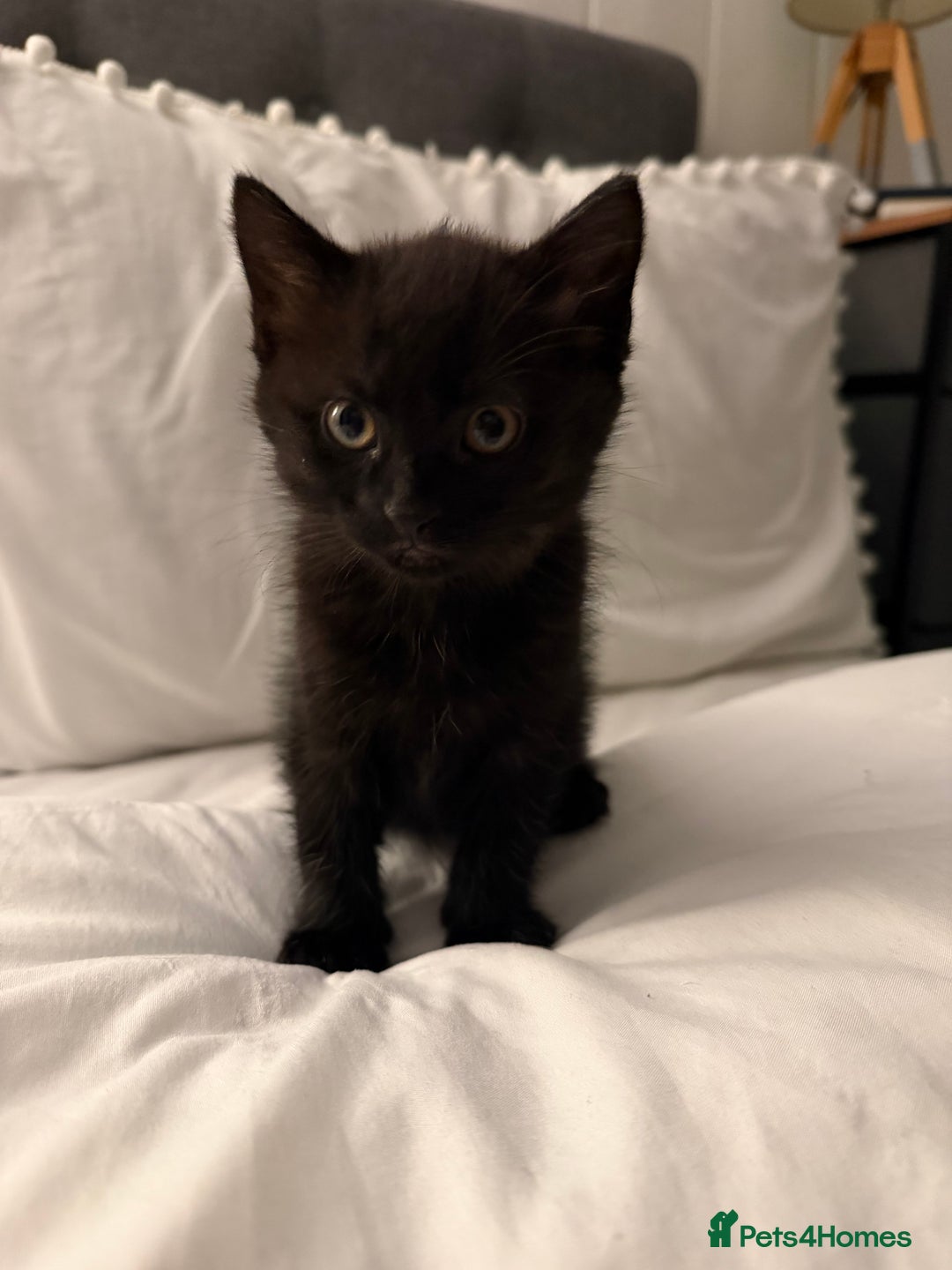 Domestic Shorthair cats for sale: Black and white kittens for sale  - Advert 2