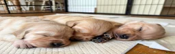 Golden Retriever dogs for sale: Golden Retriever Pup's for sale. - Advert 18